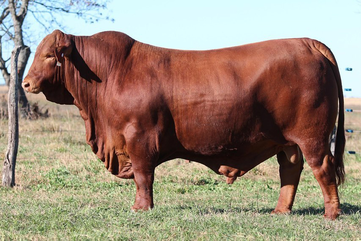 TRES CRUCES DALLAS 7845 -T/E-