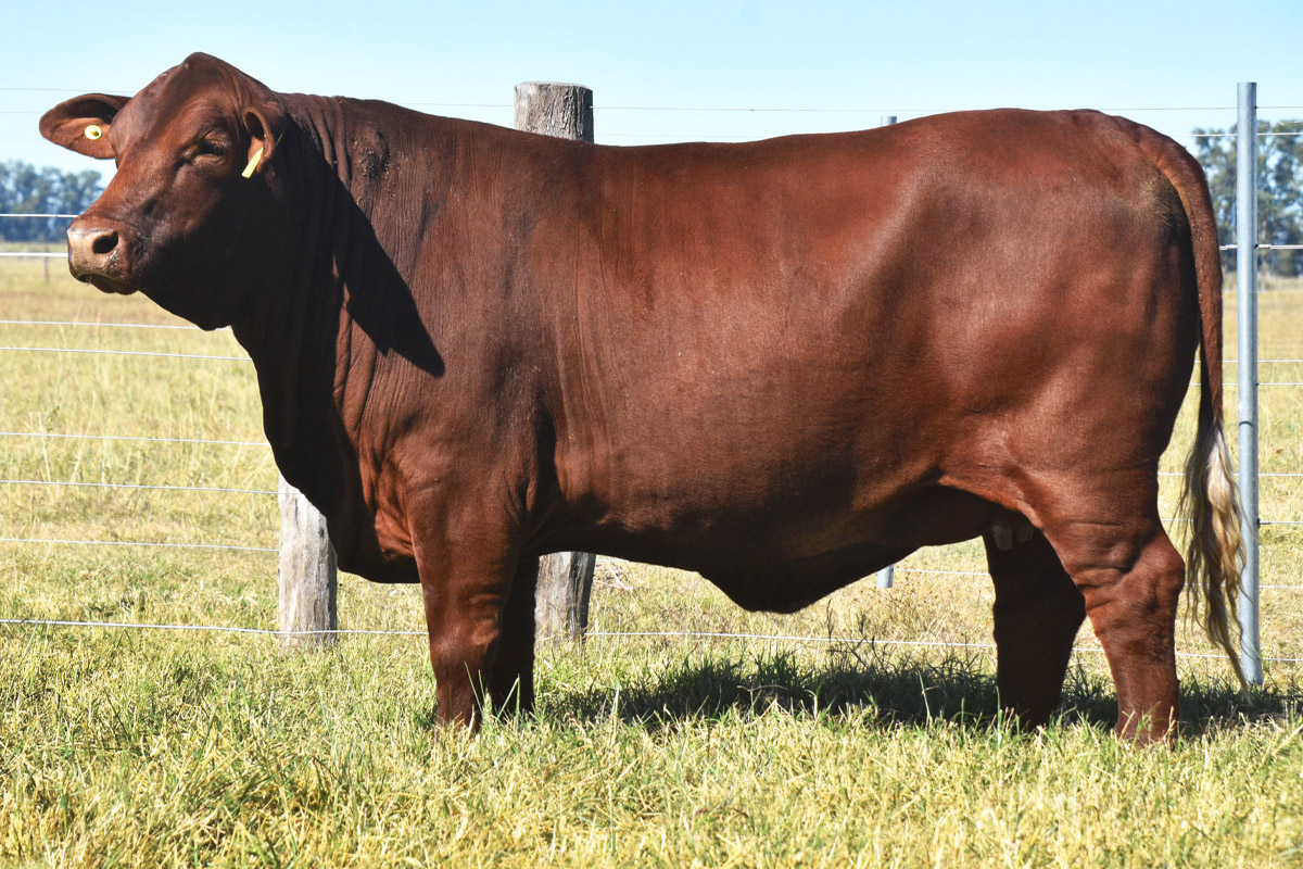 TRES CRUCES ACORAZADO 8833 -T/E-