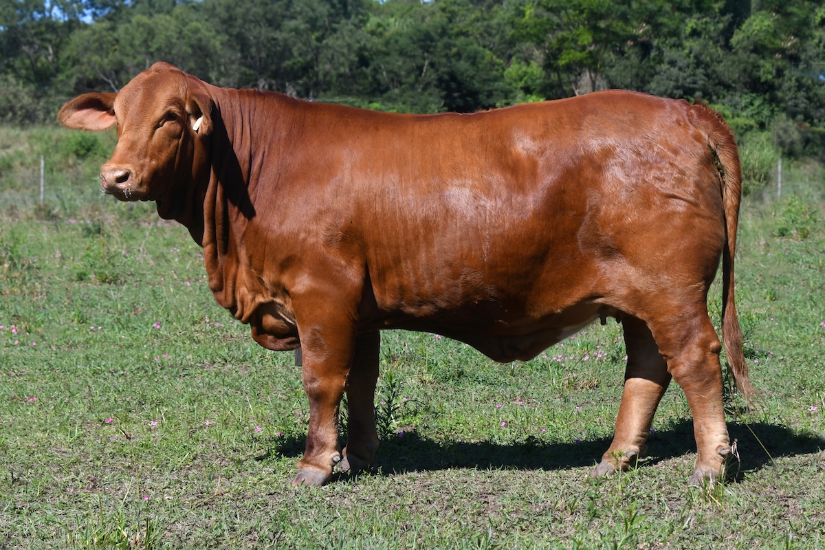 TRES CRUCES DALLAS 7735 -T/E-