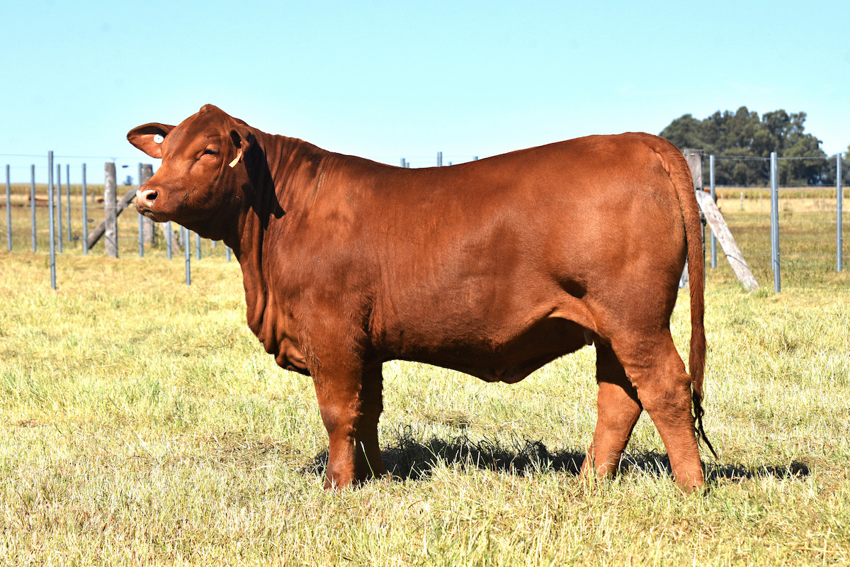 TRES CRUCES DON CIRIACO 7521 -T/E-