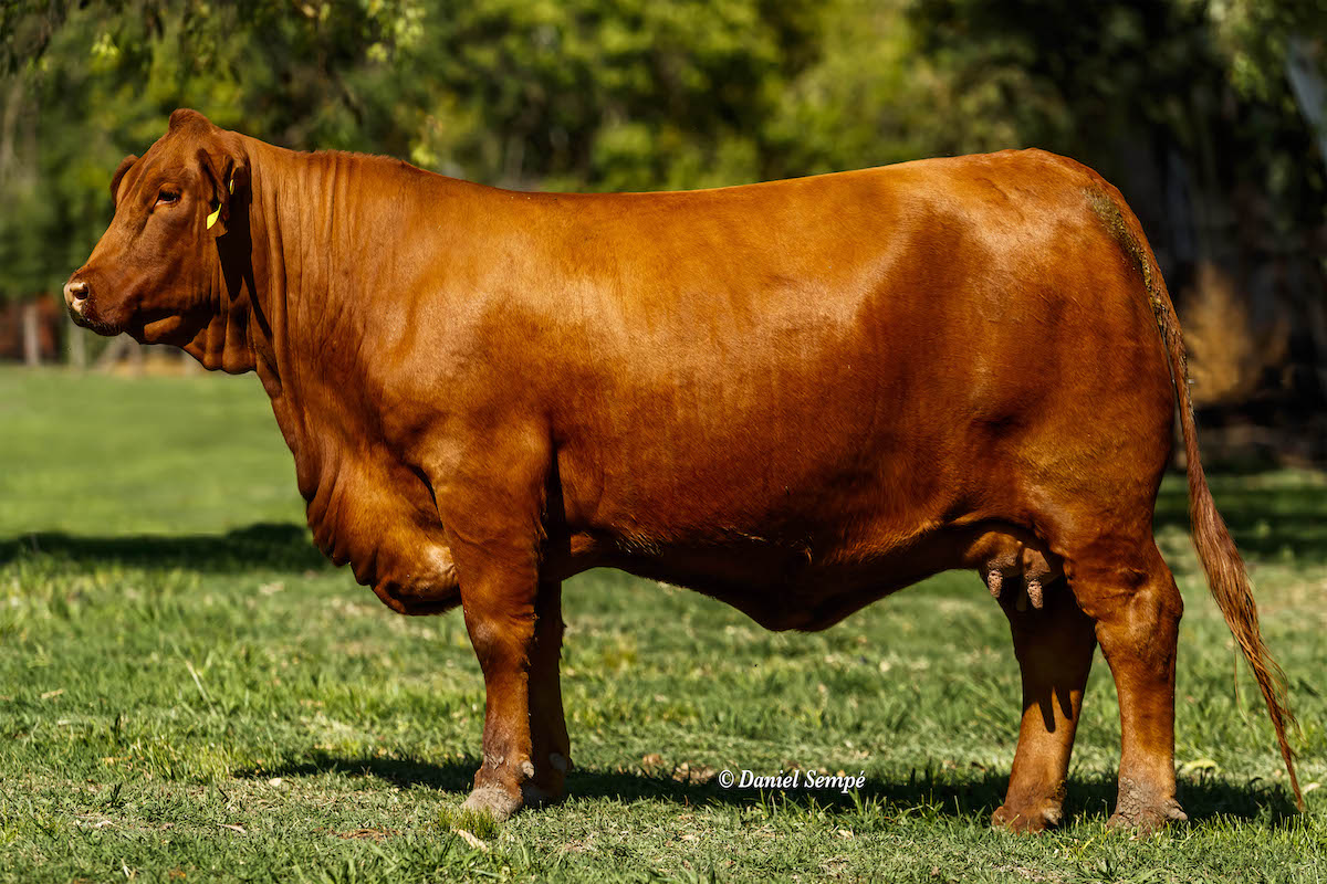 TRES CRUCES DON CIRIACO 7521 -T/E-