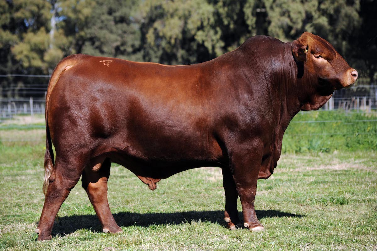 TRES CRUCES ML RAUCHO 15 -T/E-