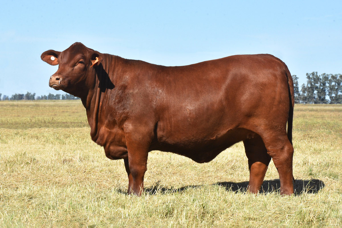 TRES CRUCES DON CIRIACO 7521 -T/E-