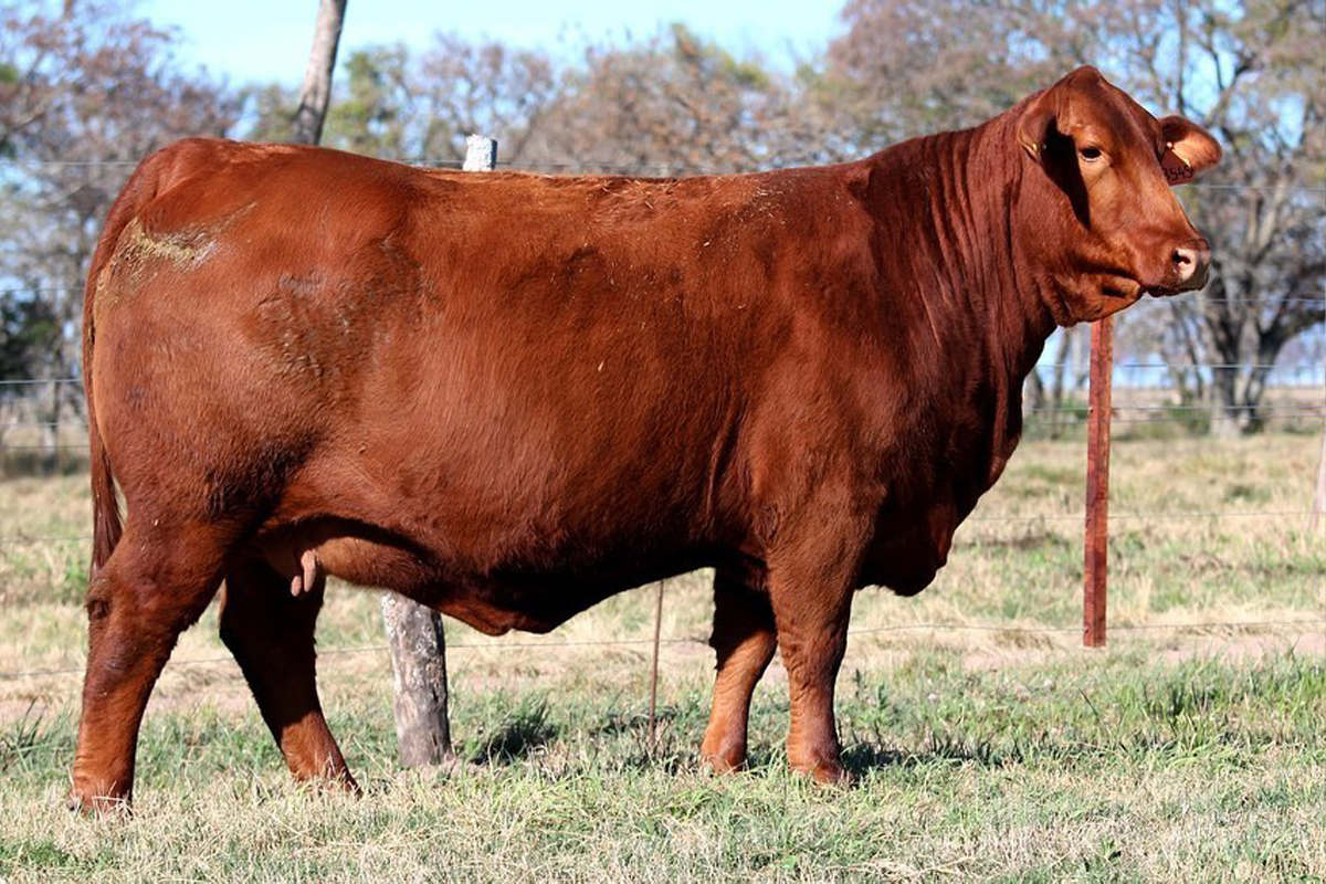 TRES CRUCES DALLAS 7845 -T/E-
