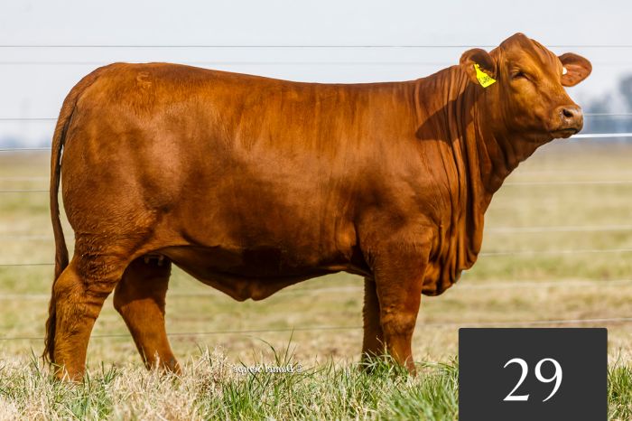 CORRAL 29 - TRES CRUCES ACORAZADO 8843 -T/E-