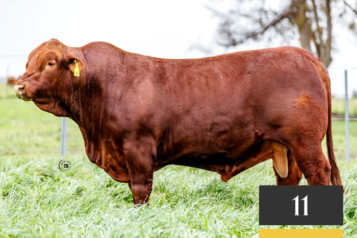 LOTE 11 - Tres Cruces SC 1242