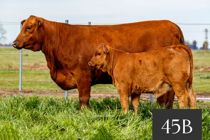 CORRAL 45B - Tres Cruces Independencia 8847 FIV