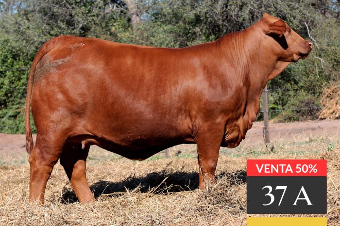 LOTE 37A - Tres Cruces MT Sorpresa 17 -FIV - VENTA 50%