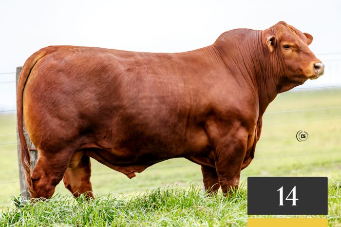 LOTE 14 - Tres Cruces Porto Alegre 1326