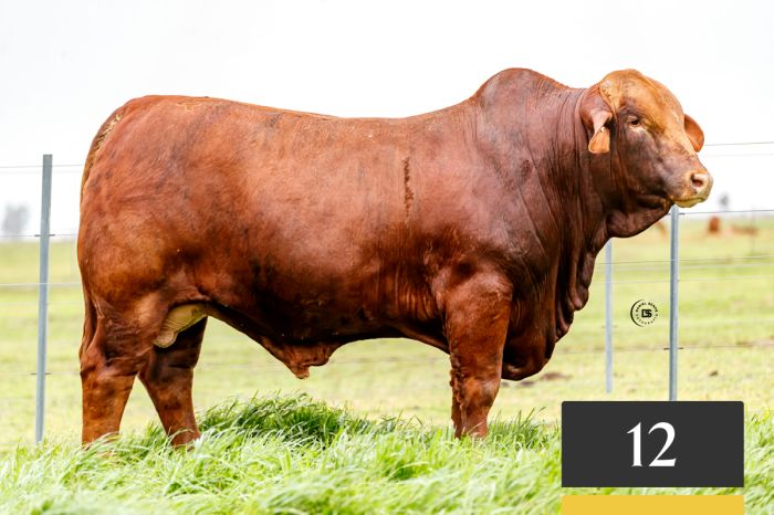 LOTE 12 - Tres Cruces Infernal 1316 -T/E