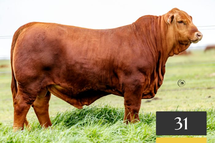 LOTE 31 - Tres Cruces Cautivo 1382 -FIV