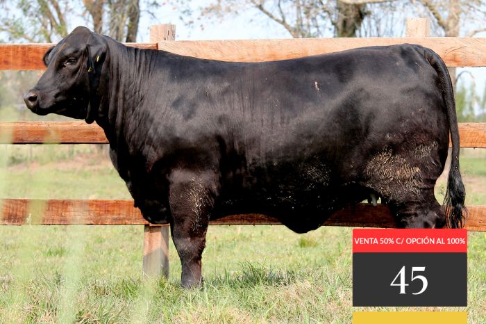 LOTE 45 - Montelindo Relevante 135 -FIV - VENTA 50% c/opción al 100%