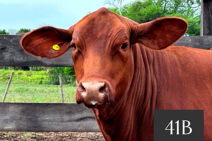 CORRAL 41B - Tres Cruces ML 53 Acorazado -T/E-