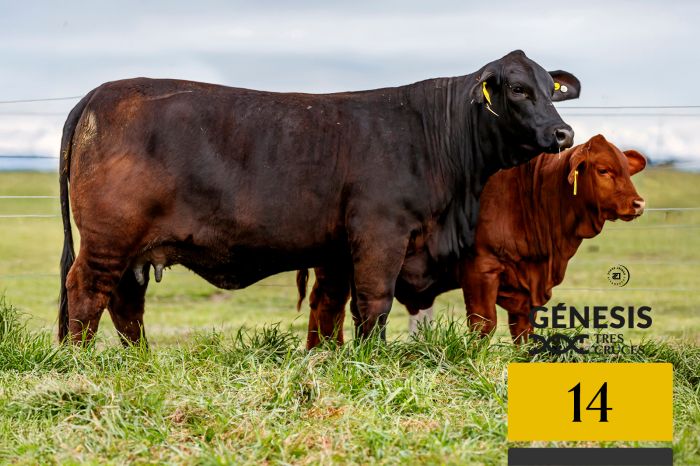 LOTE 14 - 9051 X AGUCHO
