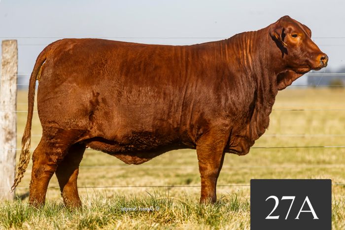 CORRAL 27A - TRES CRUCES ACORAZADO 8851 -T/E-