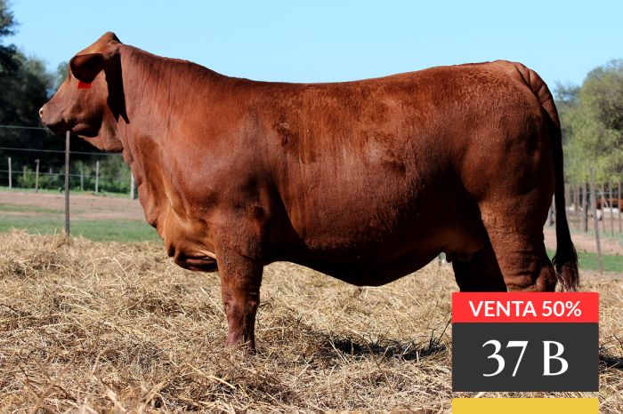 LOTE 37B - Tres Cruces MT Sorpresa 19 -FIV - VENTA 50%
