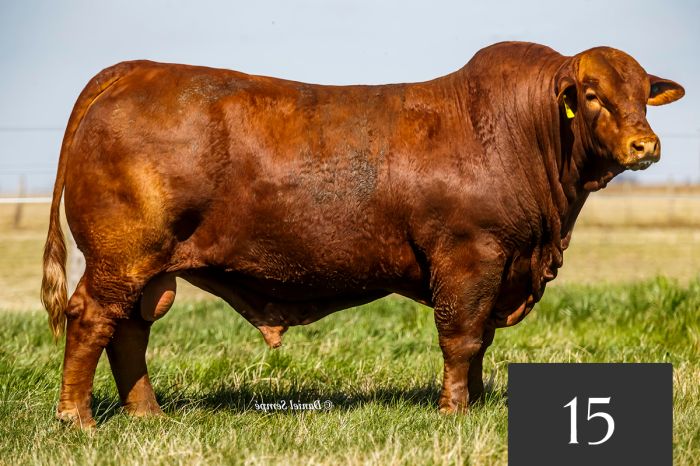 CORRAL 15 - TRES CRUCES DREAM FOREVER 754 -T/E-