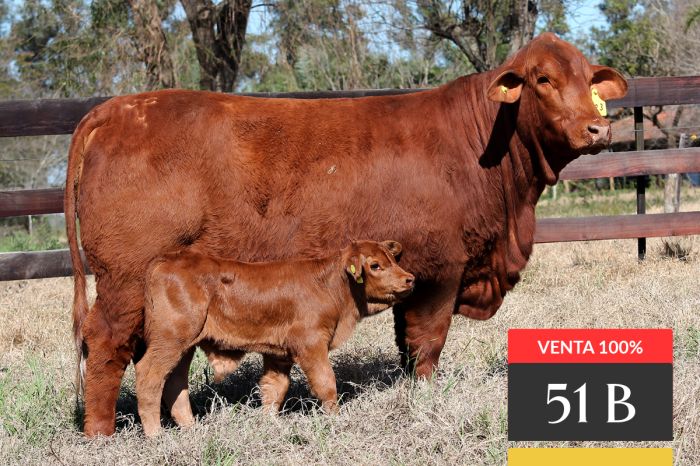 LOTE 51B - Ita Siri Hemingway 423 -T/E