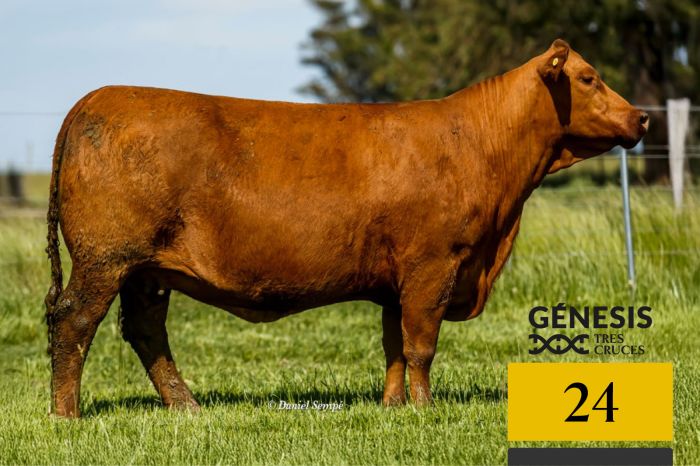 LOTE 24 - 7521 X MUNDIAL