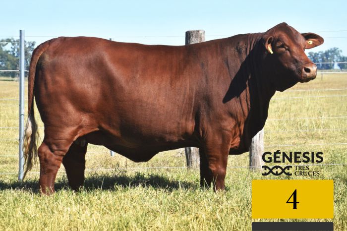 LOTE 4 - 7943 X SORPRESA