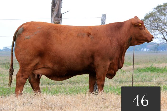 CORRAL 46 - ITA SIRI RODOLFO 129 -T/E-