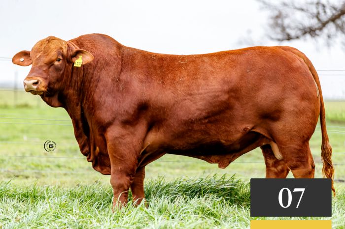 LOTE 7 - Tres Cruces Cayetano 1210 -FIV