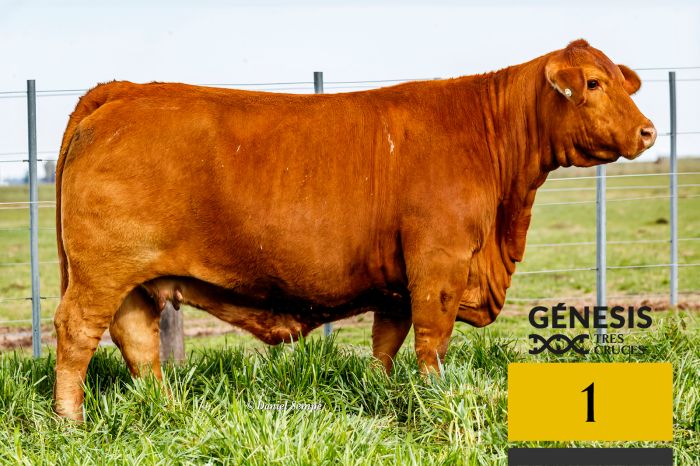 LOTE 1 - 8327 X SORPRESA