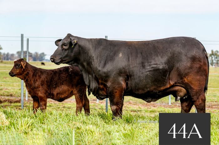 CORRAL 44A - Tres Cruces Etiqueta Negra 8891