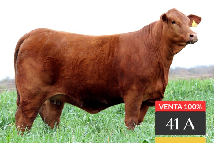 LOTE 41A - Tres Cruces LC Acorazado 2 -FIV