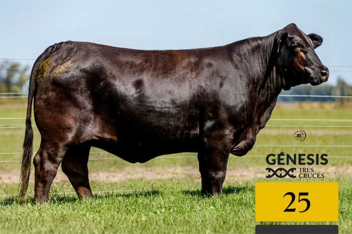 LOTE 25 - 7565 X COLOSO