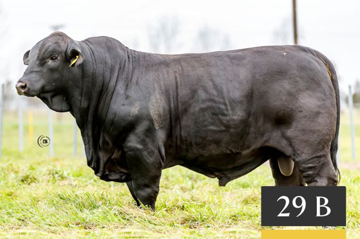 LOTE 29B - Tres Cruces Cautivo 1336 -FIV