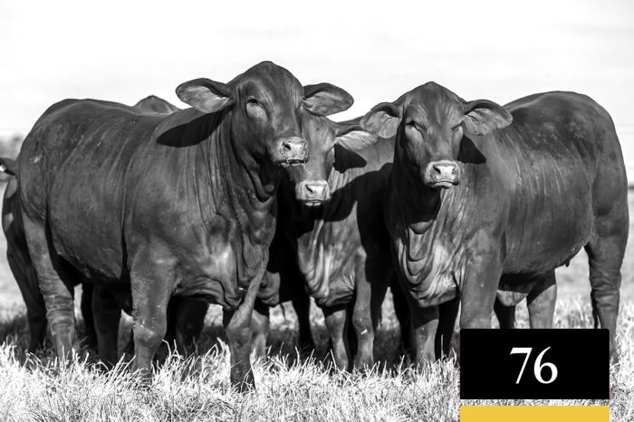 LOTE 76 - Vaquillonas Controladas para Servicio