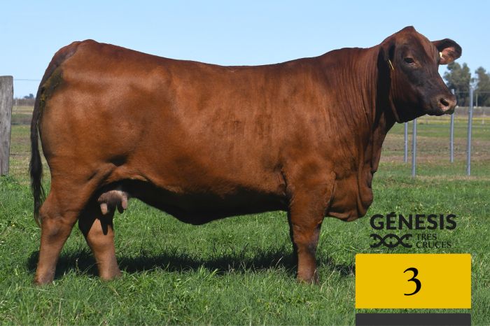 LOTE 3 - 7229 X CAMBIAZO