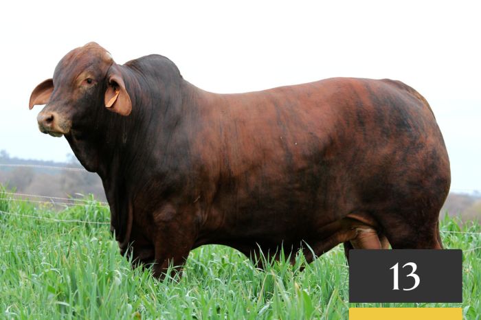LOTE 13 - Las Casualinas Infernal E83 -FIV