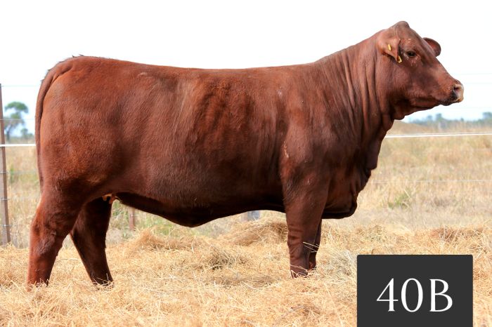 CORRAL 40B - TRES CRUCES MT CAYETANO 3 FIV