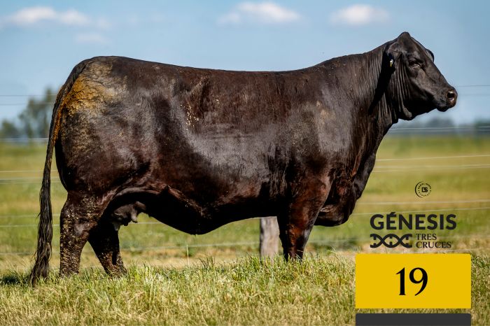 LOTE 19 - 7827 X SORPRESA
