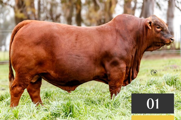 LOTE 1 - Tres Cruces Sorpresa 1296 -FIV