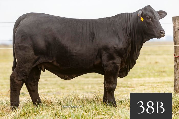 CORRAL 38B - TRES CRUCES ETIQUETA NEGRA 8943