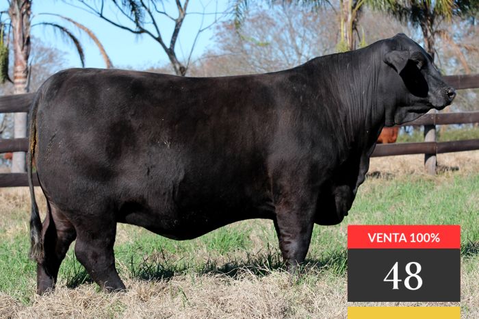 LOTE 48 - Tres Cruces IS Ita Pucu 9033 -FIV