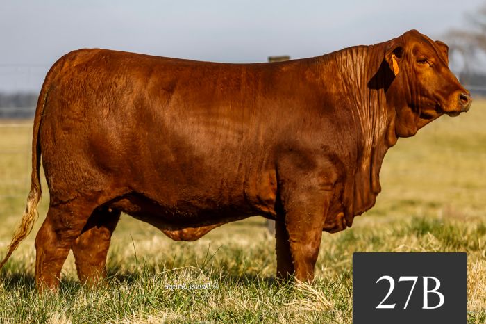 CORRAL 27B - TRES CRUCES ACORAZADO 8879 -T/E-