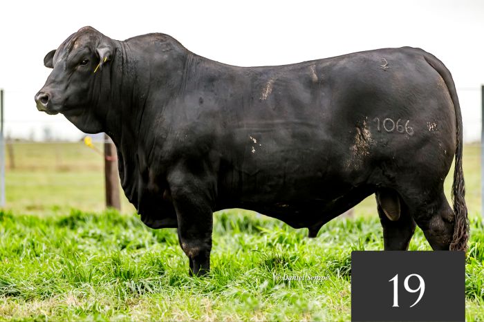 CORRAL 19 - Tres Cruces Lambaré 1066 FIV "LAUTARO"