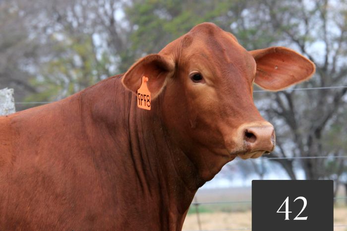 CORRAL 42 - TRES CRUCES ACORAZADO 8797 FIV