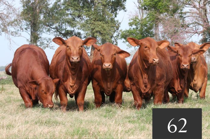 CORRAL 62 - Vaquillonas Controladas para Servicio