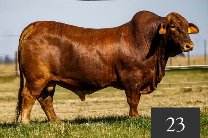 CORRAL 23 - TRES CRUCES VL 926 -T/E-