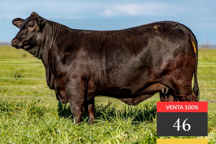 LOTE 46 - Tres Cruces Mr Bull 9279