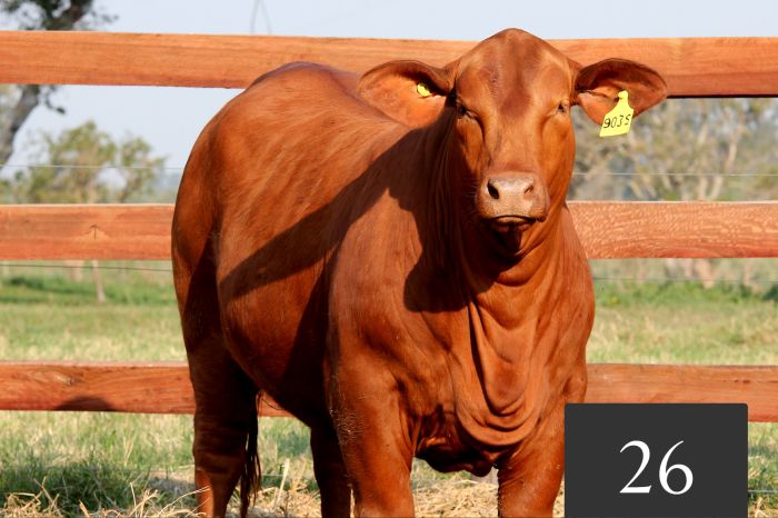 CORRAL 26 - Tres Cruces IS Cautivo 9035 FIV