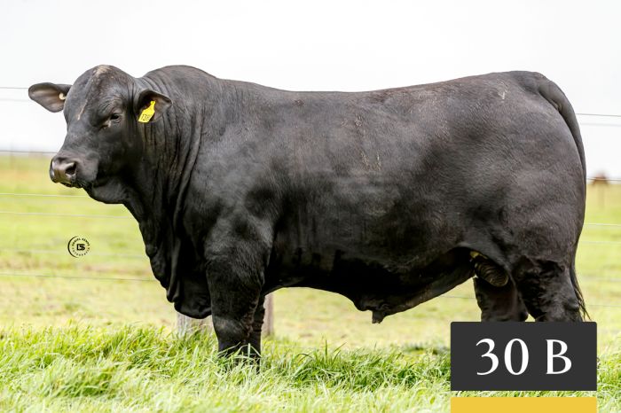 LOTE 30B - Tres Cruces Lukaku 1380 -FIV