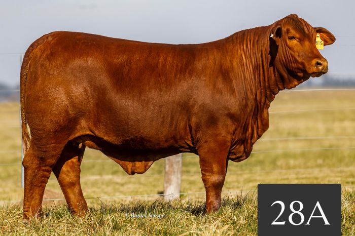 CORRAL 28A - TRES CRUCES ACORAZADO 8815 -T/E-