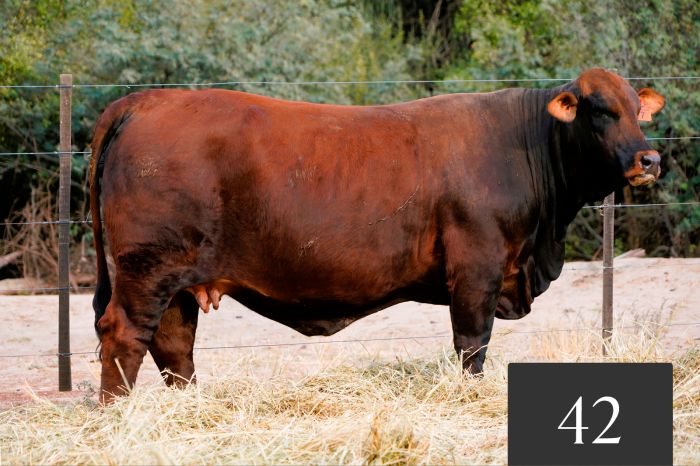 CORRAL 42 - Tres Cruces MT Hemingway 7 -T/E-