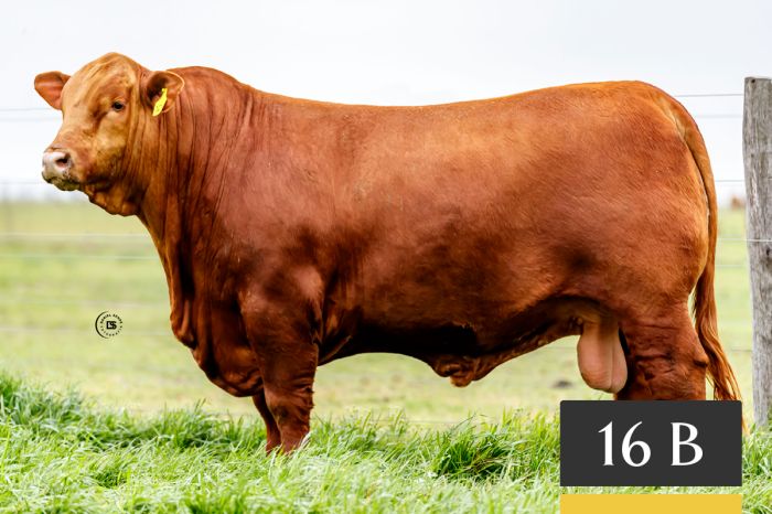 LOTE 16B - Tres Cruces Algarrobo 1476